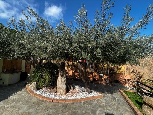 Giardino - Cortile